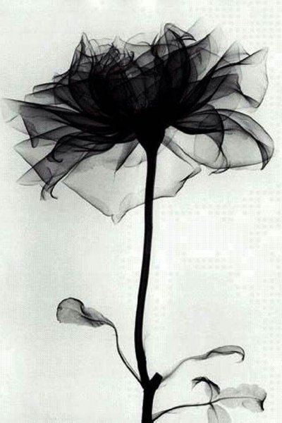 Черные цветы