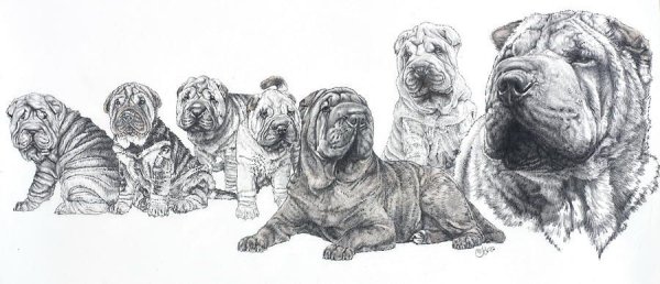 Собака шарпей