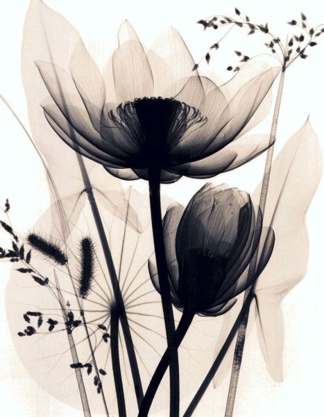 Монохромные цветы