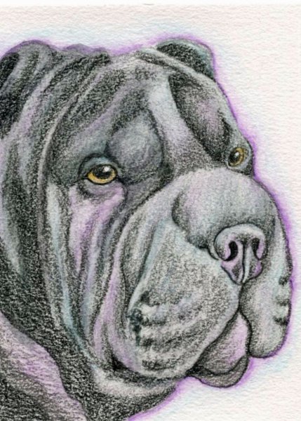 Шарпей карандашом