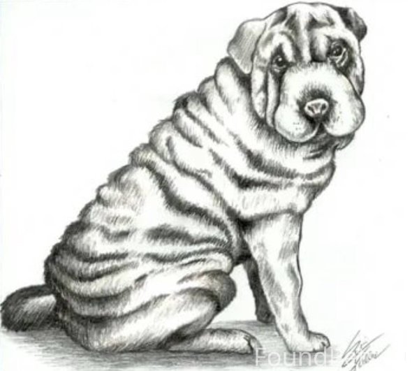 Шарпей скетч