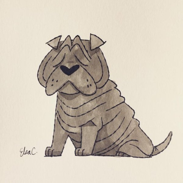 Шарпей в холке