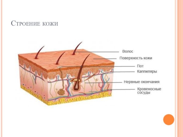 Схема строения кожи
