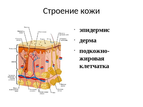 Кожа схема эпидермис дерма