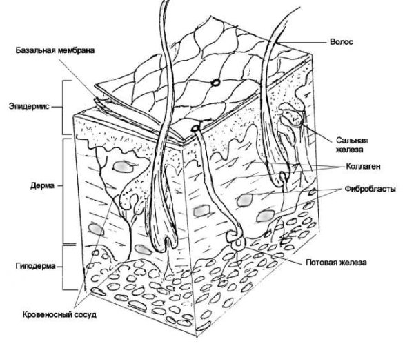 Покровная система человека анатомия