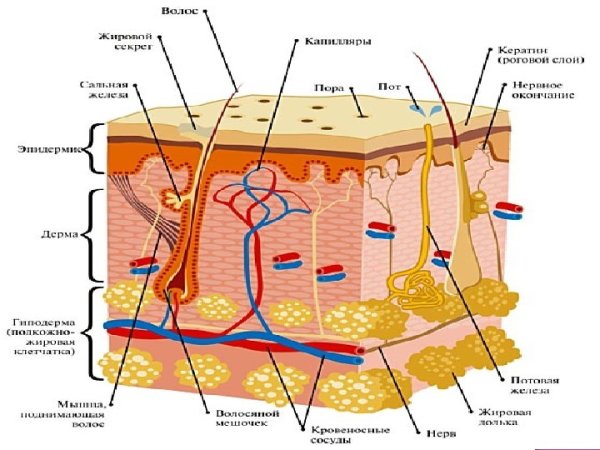 Строение кожи 8 класс по биологии