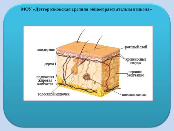 Функции кожи эпидермис дерма гиподерма