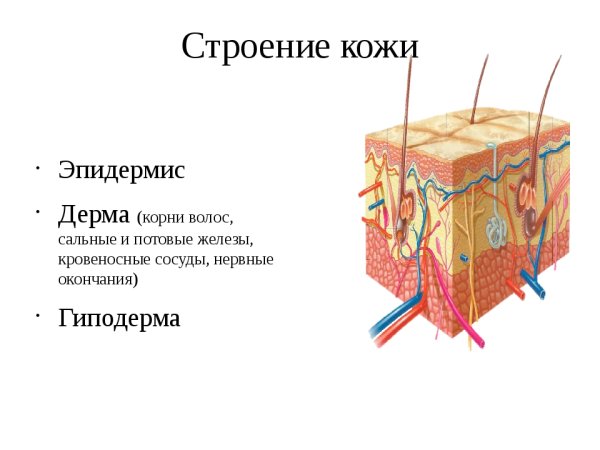 Строение кожи и волоса