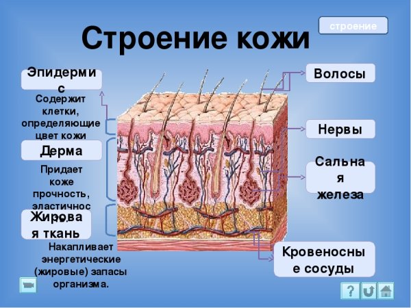 Строение покровной системы