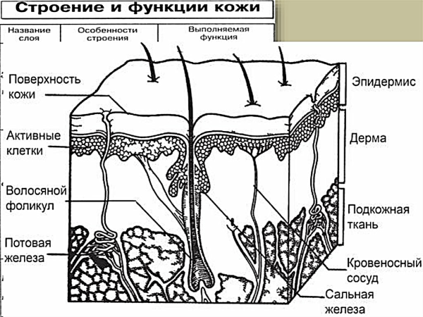 Эпидермис дерма подкожная клетчатка