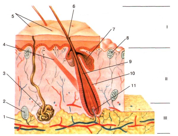 Схема слоя кожи эпидермис дерма гиподерма