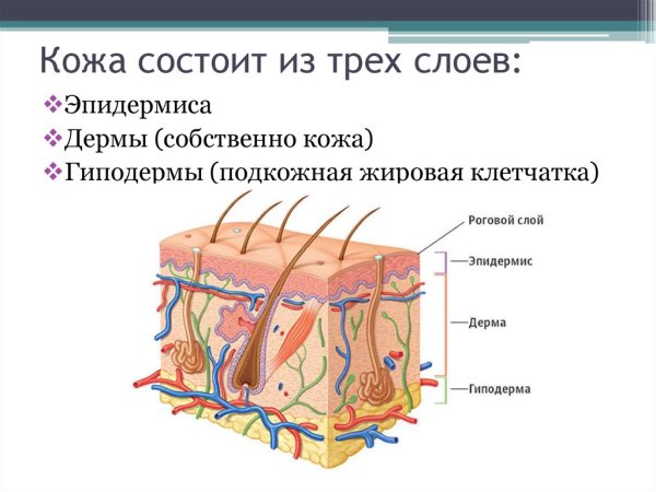 Схема строения кожи