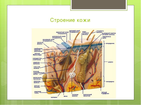 Слои кожи человека строение