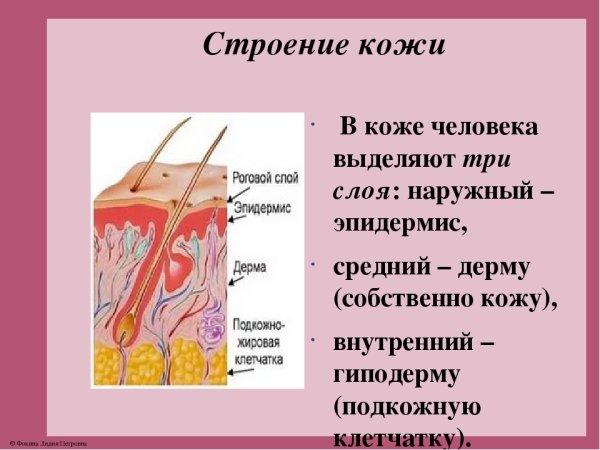 Эпидерма дерма гиподерма