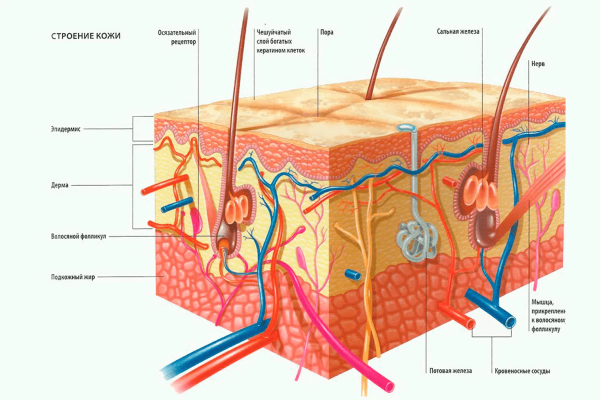 Схема строения кожи анатомия