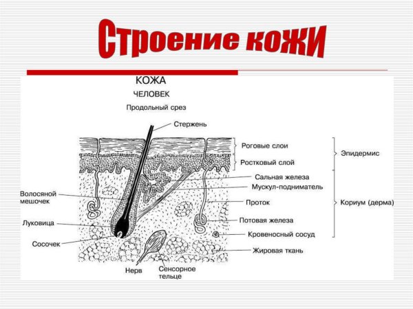 Слои кожи схема