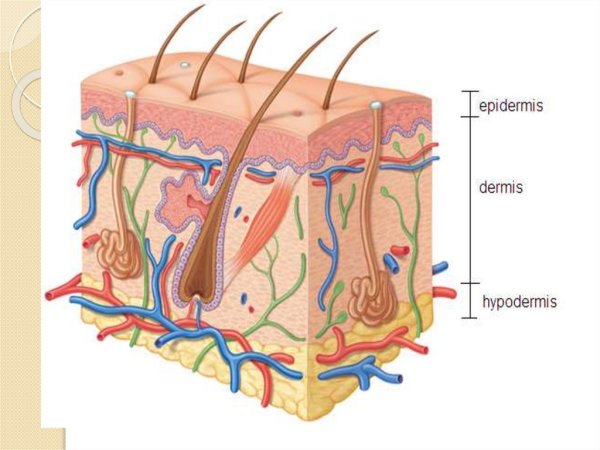 Рис строение кожи