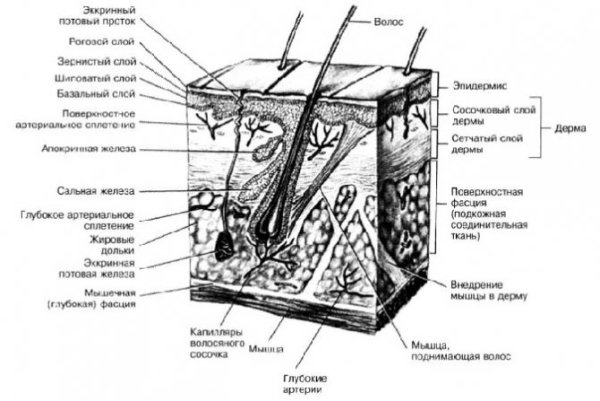 Строение кожи человека схема