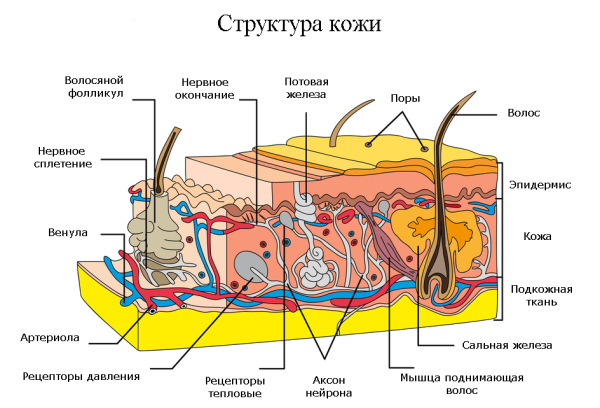 Структура кожи человека схема