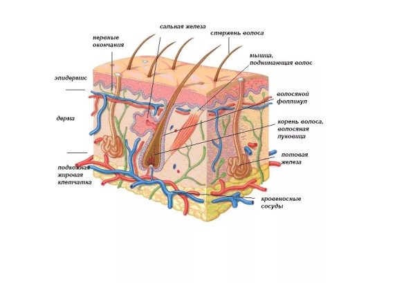 Эпидермис 2) дерма