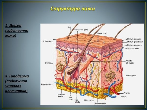 Кожа человека