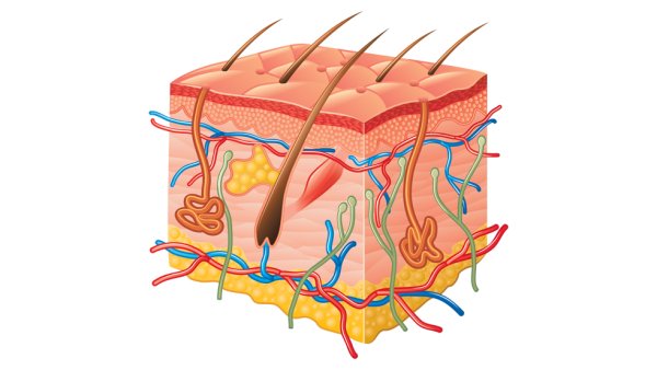 Строение кожи 4 слоя