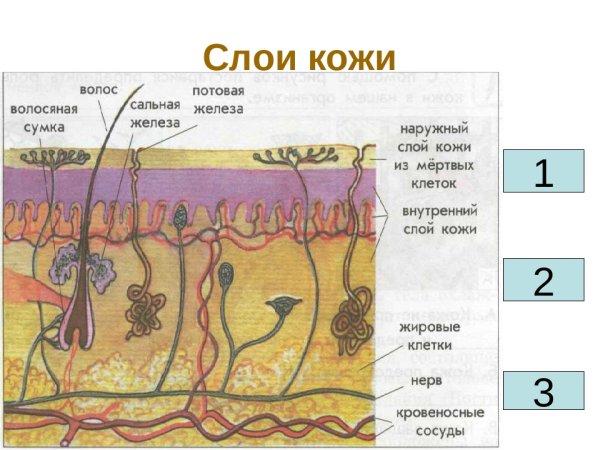 Строение кожи человека схема с описанием