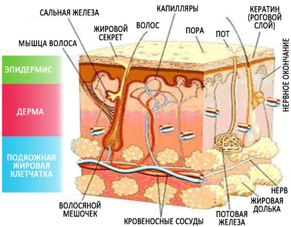 Строение кожи человека рис 71
