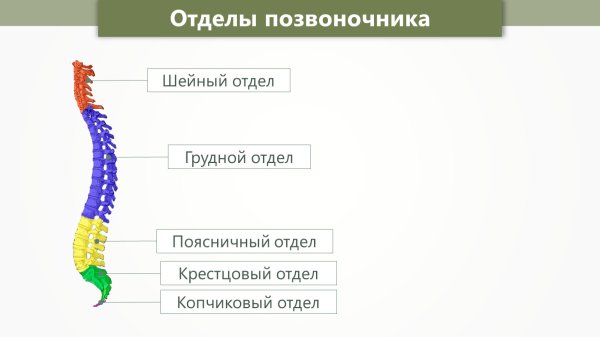 Схема строения отделов позвоночника