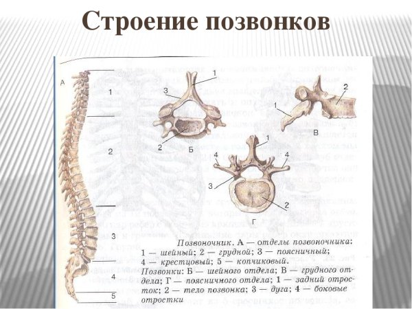 Позвоночник отделы строение анатомия