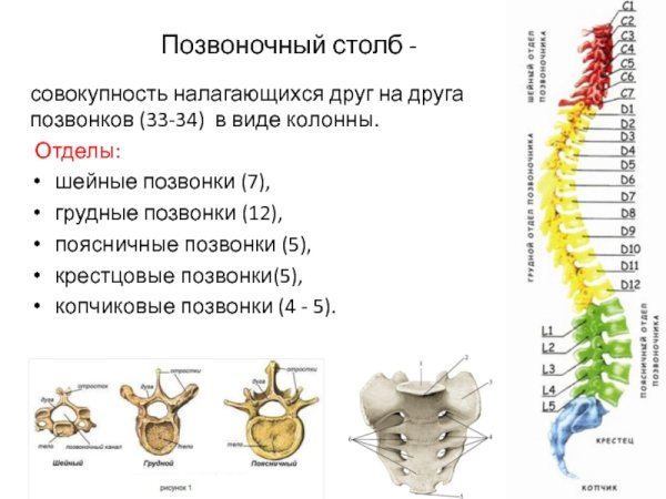 Анатомия позвоночного столба строение позвонков