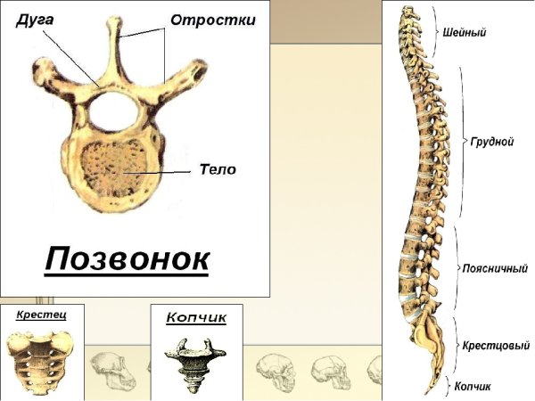 Строение скелета отделы позвоночника