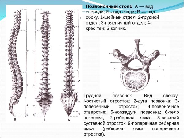 Сегменты шейного отдела позвоночника