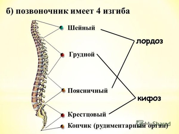 Позвоночный столб схема
