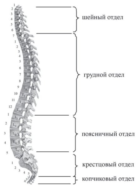 Позвоночник отдел скелета строение отдела