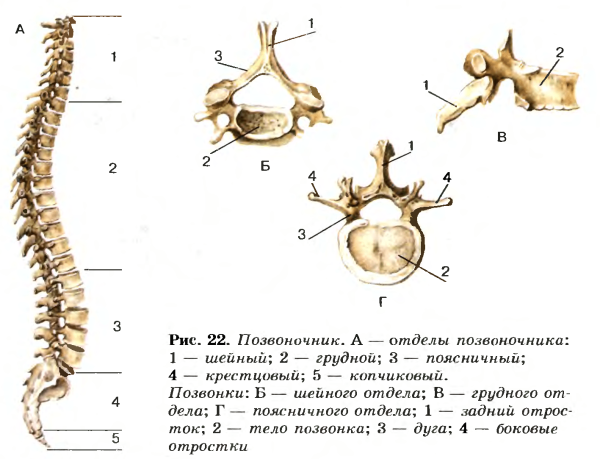 Позвоночный столб анатомия человека