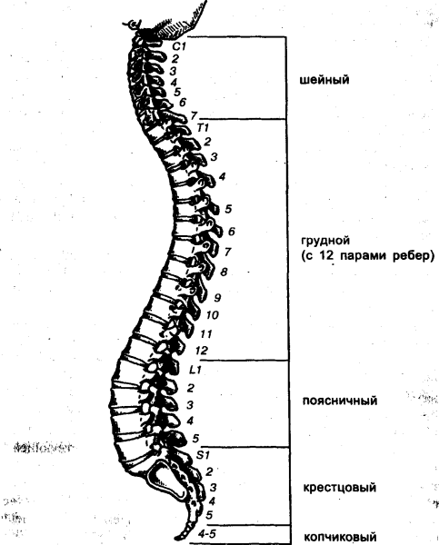 Позвоночный столб анатомия строение