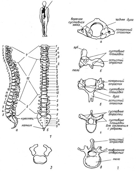 Поясничный позвонок вид сбоку