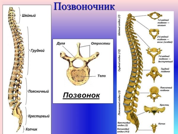 Позвоночник человека по отделам строение