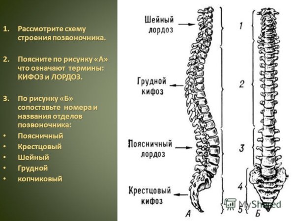 Позвоночный столб вид сбоку