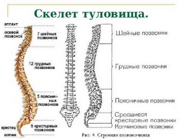 Th4 позвонок