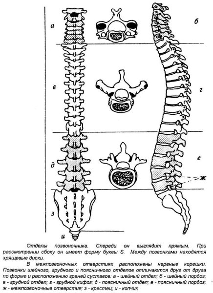 Отделы позвоночника человека биология 8 класс