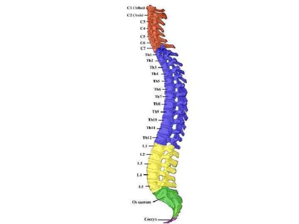 Позвоночный столб строение отделы