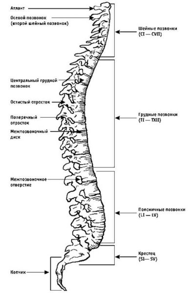 Позвоночный столб отделы изгибы