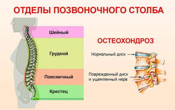 Строение позвоночника человека анатомия