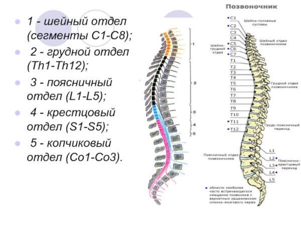 Строение позвоночника человека его отделы и функции