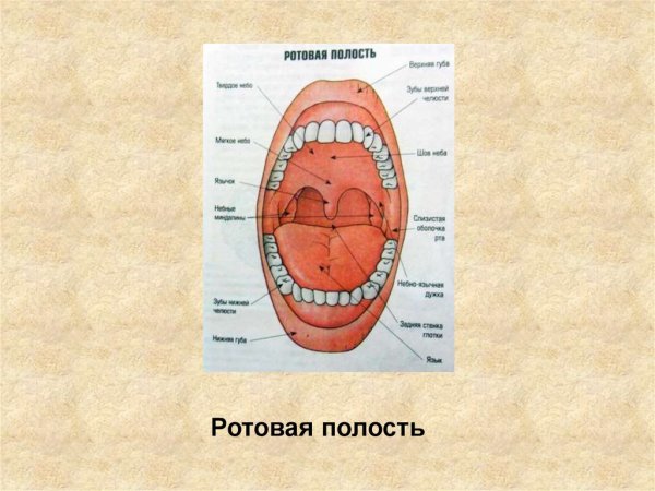 Друзовая полость это