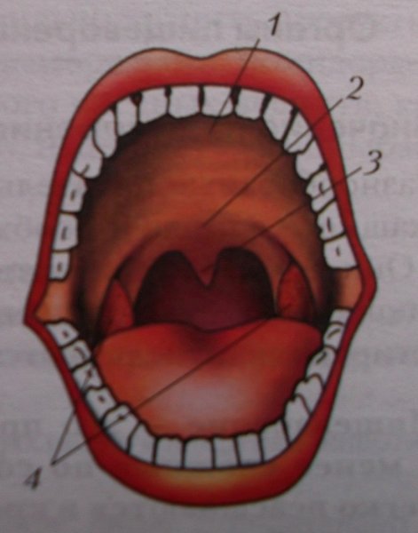 Строение ротовой полости