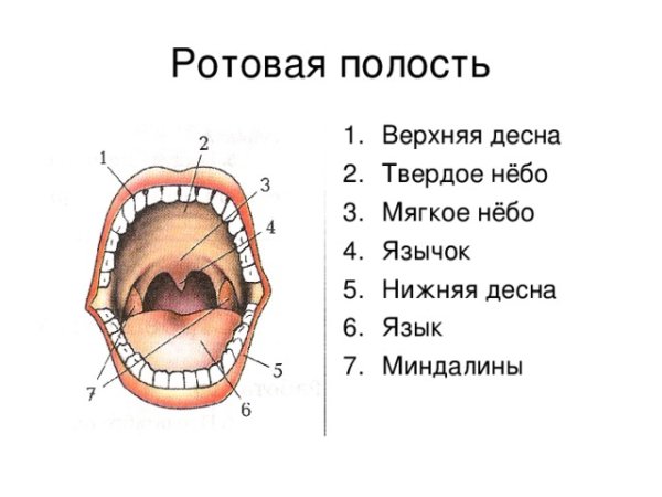 Ротовая полость биология 8 класс