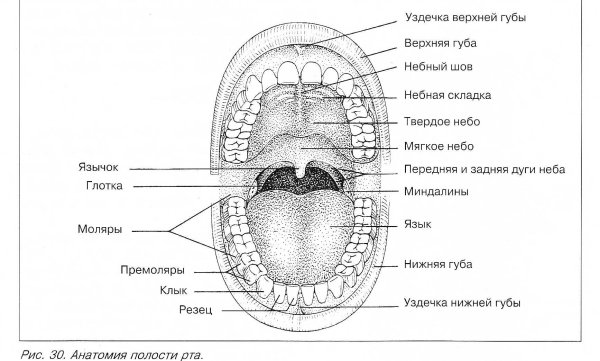 Ротовая полость анатомия